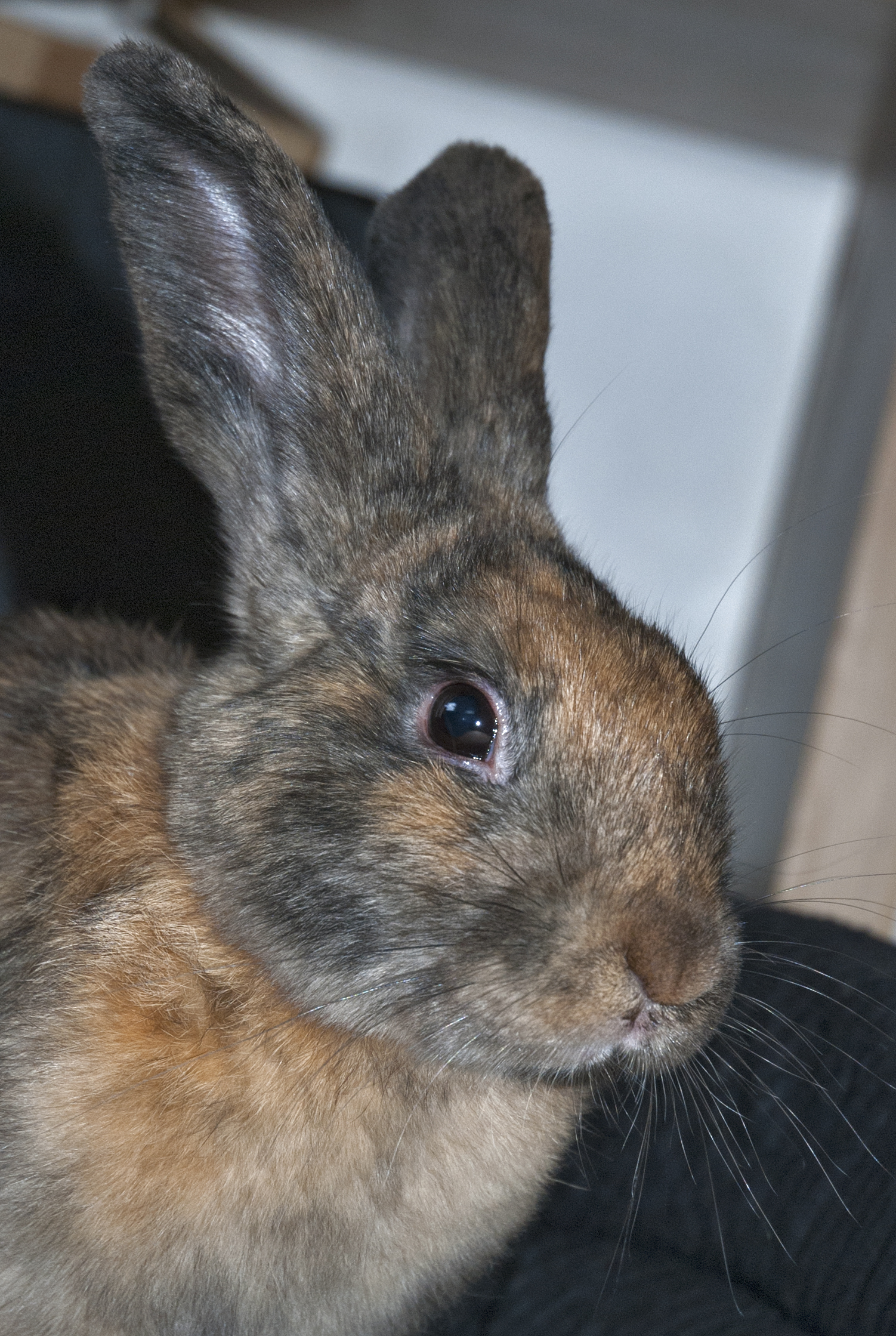 Rabbits · gentle companions