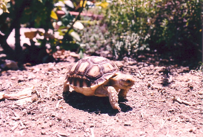 Tortoises · cherished companions sample