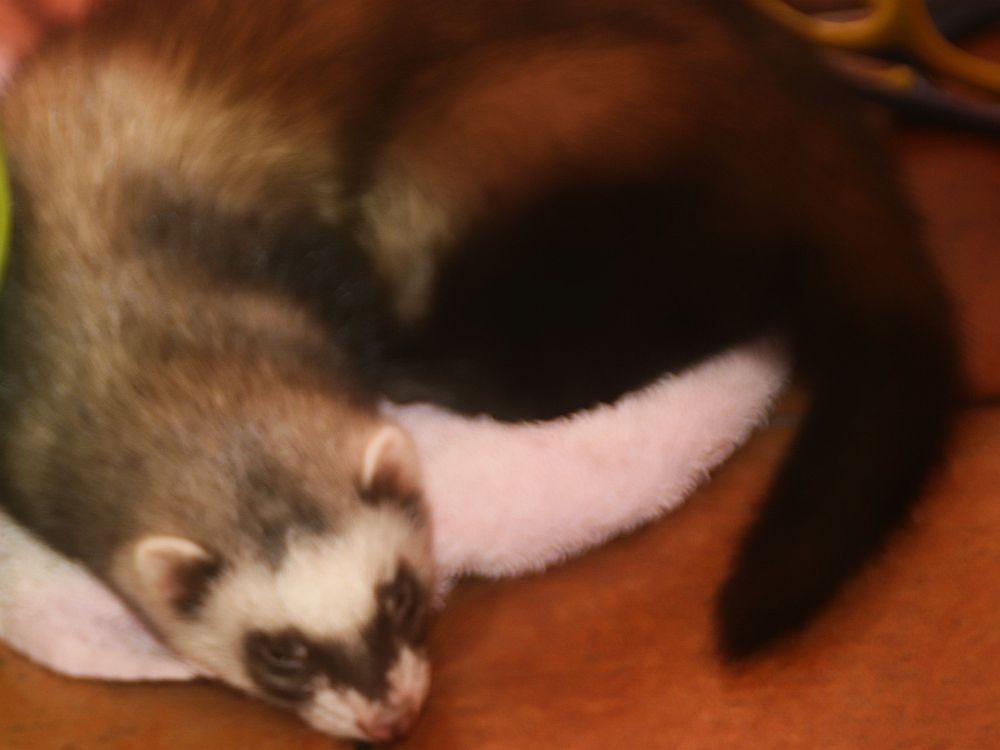 Ferrets · curious souls sample