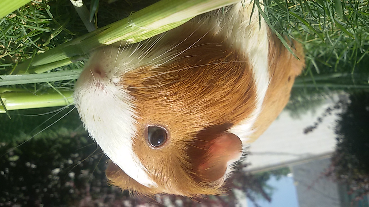 Guinea pigs · little personalities sample