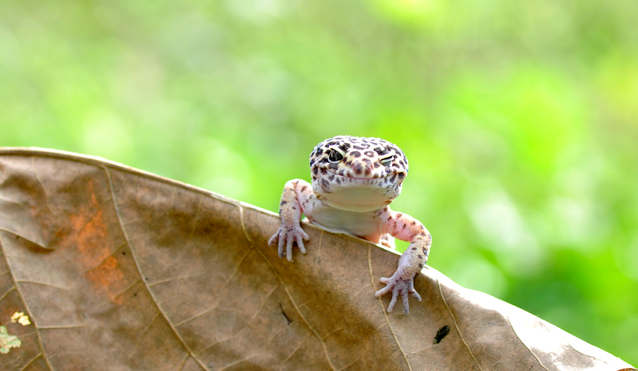 Geckos · beautiful scales sample