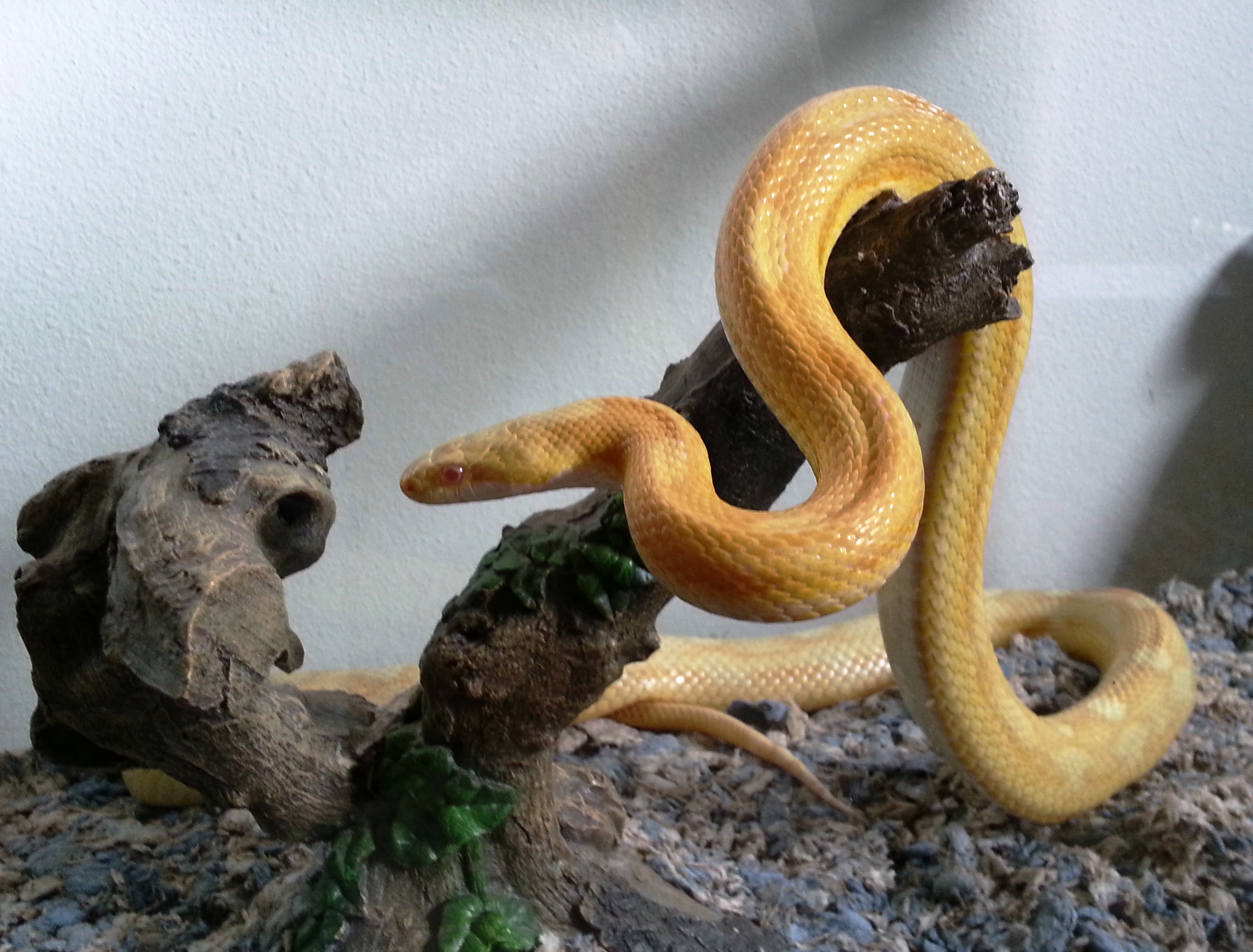 Snakes · extraordinary companions sample