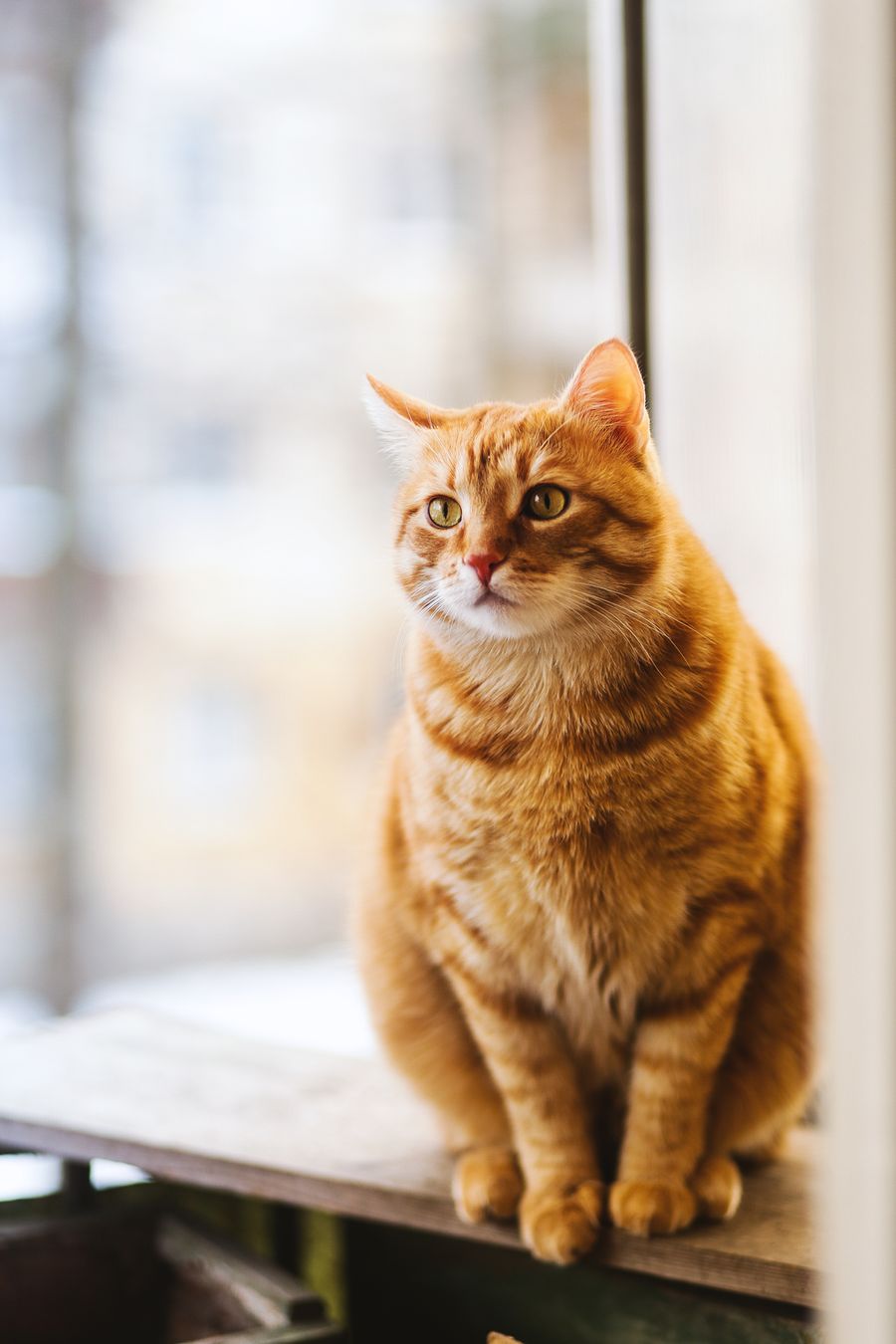 Cats · their own character sample