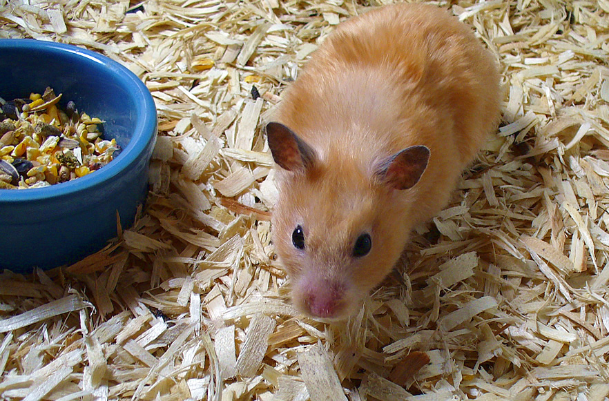 Hamsters · small but unforgettable sample
